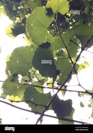 Image result for Rhoicissus tomentosa