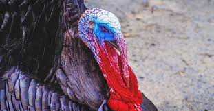 The only difference between a chicken and a turkey egg, when it comes to flavor, is that turkey eggs have a slightly stronger flavor, and the texture is a tad creamier. Black Turkey Great Meat Producers For Small Farm