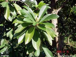 Image result for Pouteria