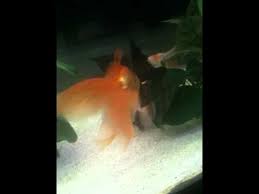 We did not find results for: Deposizione Uova Pesci Rossi Carassius Riproduzione Youtube