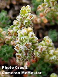 Image result for Psammotropha myriantha