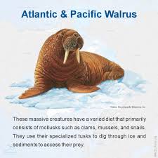 Image result for walrus