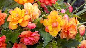 Beds, borders, pots, planter boxes and hanging baskets. How To Grow Tuberous Begonias Garden Gate