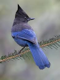 Gray Bird With Red Mohawk Steller S Jay Stylin A Mohawk Birds Pretty Birds Pet Birds