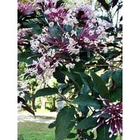 Image result for Rothmannia longiflora