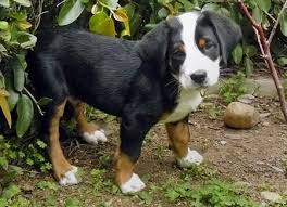 We did not find results for: Zeus The Greater Swiss Mountain Dog Swiss Mountain Dogs Great Swiss Mountain Dog Greater Swiss Mountain Dog