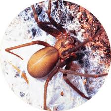 Reviews about big toms pest control inc. Spiders Fiction Vs Fact Pct Pest Control Technology