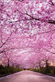 Ingin berselfie dengan latar belakang bus besar berwarna merah, atau big ben khas london? Sangat Cantik Bukan Bunga Sakuranya Aku Ingin Sekali Menyimpannya Bunga Sakura Taman Indah Fotografi Alam