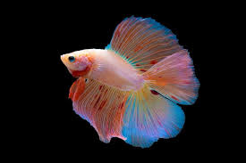 Types Of Betta Fish Names Tail Shape And Color Peixes Exoticos Peixe Beta Betta