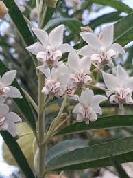 Image result for Gomphocarpus physocarpus