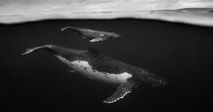 Maybe you would like to learn more about one of these? Giants A Black And White Series Captures The Complexity Of The Humpback Whale Colossal