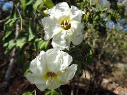 Image result for Ipomoea intrapilosa