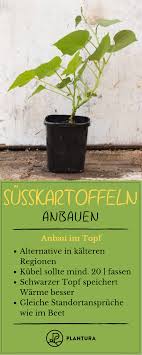 Susskartoffeln Anbauen Tipps Zum Pflanzen Im Garten Susskartoffeln Anbauen Susskartoffeln Pflanzen Und Pflanzen