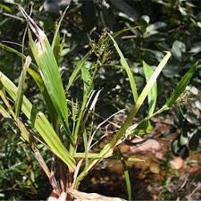 Image result for Scleria catophylla