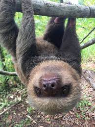 Happy Sloth Sunday Here S Paty Practicing Her Climbing On The Jungle Gym In Bootcamp Our Soft Release Enc Animals Beautiful Animal Photography Wildlife Sloth