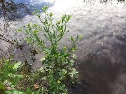 Image result for Ranunculus raeae