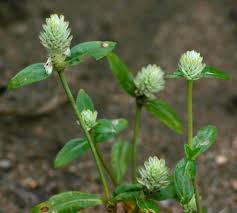 Image result for Gomphrena celosioides