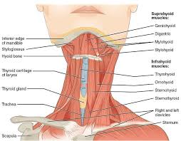 Pin On Neck And Fascia