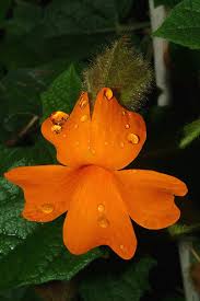 Image result for Thunbergia gregorii