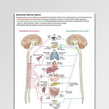 Lumbar spine anatomy diagram images stock photos vectors. Autonomic Nervous System Psychology Tools