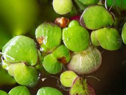 Image result for Spirodela