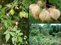 Image result for Cardiospermum grandiflorum