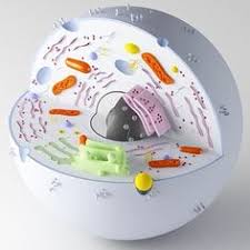 It allows kids to grow and improve their skills like drawing, sculpting, and even painting. 12 Cell Model With Clay Ideas Cell Model Cells Project Cell Model Project