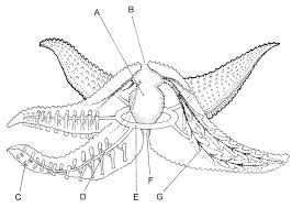 Worksheets Animal Phyla The Biology Corner Life Science Activities Biology Corner Star Science