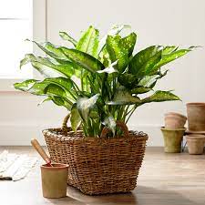 Philodendron is one of the most common house plants and it is also one of the poisonous house plants. Poisonous Plants In The Home Better Homes Gardens