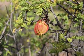 Image result for Erythrophysa