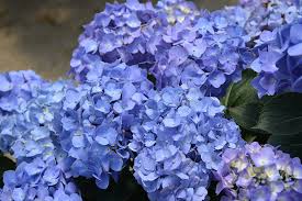 This proven performer will bloom reliably even in zone 5. Let S Dance Blue Jangles Hydrangea Hydrangea Macrophylla Smhmtau In Columbus Dublin Delaware Grove City Gahanna Bexley Ohio Oh At Oakland Nurseries Inc