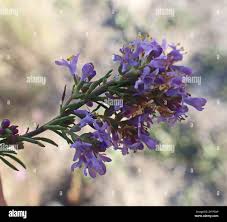 Image result for Selago cecilae