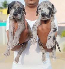 The cost to buy a great dane varies greatly and depends on many factors such as the breeders' location, reputation, litter size, lineage of the puppy, breed popularity (supply and demand), training, socialization efforts, breed lines and much more. Excellent Quality Great Dane Puppies For Sale In Bangalore Petbutty