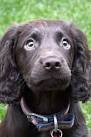 Difference Between A Working And A Non-Working Cocker Spaniel?