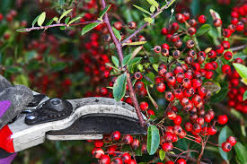 Image result for Pyracantha