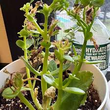 Image result for Kalanchoe crenata