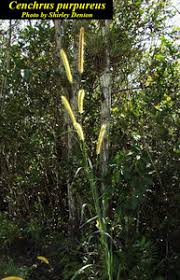 Image result for Cenchrus purpureus