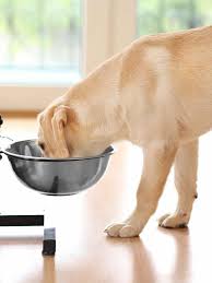 Puppies grow and change a lot in a short period, so it's likely that your feeding habits will change rapidly. Best Puppy Food For Labs The Right Way To Feed Your Labrador Pup