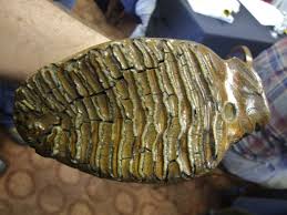 There are various radioactive dating methods used depending on whether what is being. Fossil Fuels May Bring Major Changes To Carbon Dating Climate Central