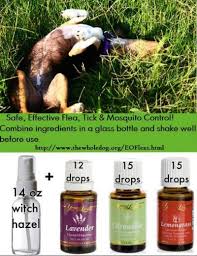 Pin By Tamara Sipf On Pets Essential Oils For Fleas Essential Oils Dogs Living Essentials Oils
