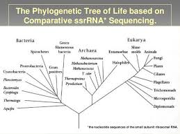 bacterial taxonomy