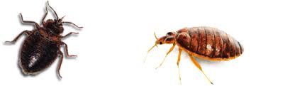 Pest control, rodent control, roach control , bed bug control. Bell Termite Control Free Termite Inspection And Pest Control In Los Angeles Orange County San Bernardino Ventura And Riverside County