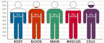 Body Percentage Weight Online Charts Collection