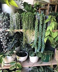Hangende Zimmerpflanzen 8390269719 Hangepflanzen Zimmer Pflanzen Dekor Und Indoor Garten