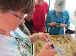 JOBS & INTERNSHIPS! Want to make a difference and help protect Rookery Bay  Research Reserve's 110,000 acres of land and water? Join the team. Two job  opportunities are open