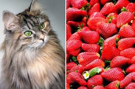 According to aspca (american society for the prevention of cruelty to animals), this refreshing fruit is not toxic to cats. Can Cats Eat Strawberries Catastic