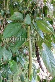 Image result for Dolichandra