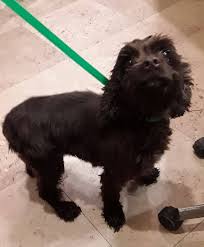 Learn more about kitty city cat rescue in macon, ga, and search the available pets they have up for adoption on petfinder. Nearly 700 Dogs Voluntarily Surrendered Valdosta Today