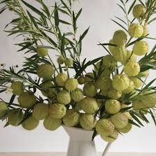 Oscar Asclepias Seed Johnny S Selected Seeds Flower Seeds Asclepias Flower Farm