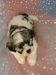 Cute shih tzu puppies and dogs videos compilation. Shih Tzu Bichon Puppies For Sale Shih Tzu Bichon Breeder In Iowa